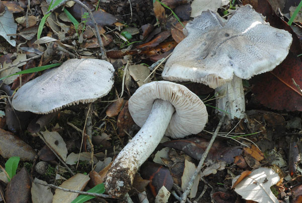 Tricholoma (3) da identificare